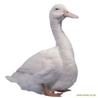 Ducks World - Image 4