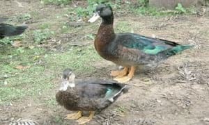 Ducks World - Image 32