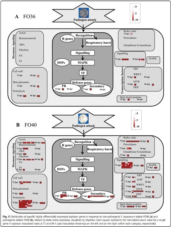 Transcriptome profiling of soybean (Glycine max) roots challenged with pathogenic and non-pathogenic isolates of Fusarium oxysporum - Image 5