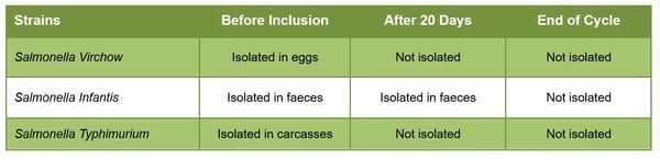 Tackle Salmonella Infections in Laying Hens with Silvafeed® Nutri P - Image 2
