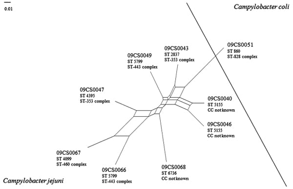 Genotyping and antibiotic resistance of thermophilic Campylobacter isolated from chicken and pig meat in Vietnam - Image 5