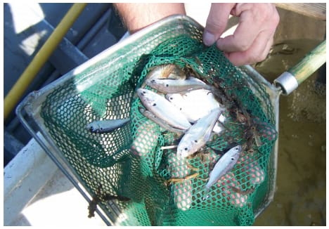 Managing Algal Blooms and the Potential for Algal Toxins in Pond Water - Image 6