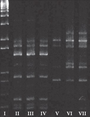 Beauveria Bassiana Applied to Broiler Chicken Houses as Biocontrol of Alphitobius Diaperinus Panzer (Coleoptera: Tenebrionidae), an Avian Pathogens Vector - Image 4