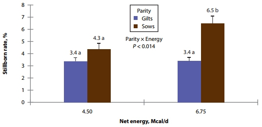Effects of Amino Acid and Energy Intake During Late Gestation on Piglet Birth Weight and Reproductive Performance of Gilts and Sows Housed Under Commercial Conditions - Image 9