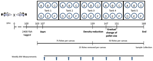 Nutrigenomic and Nutritional Analyses Reveal the Effects of Pelleted Feeds on Asian Seabass (Lates calcarifer) - Image 1