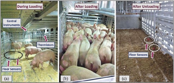 Characteristics of Trailer Thermal Environment during Commercial Swine Transport Managed under U.S. Industry Guidelines - Image 5
