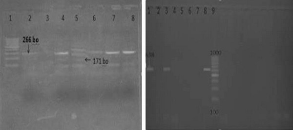 Mycoplasma Synoviae and other Associated Bacteria Causing Arthritis in Chicken - Image 10