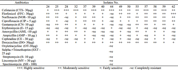 Pathogenicity of Ten Gallibacterium Anatis Isolates in Commercial Broiler Chickens - Image 9