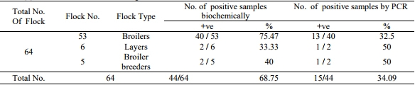 Pathogenicity of Ten Gallibacterium Anatis Isolates in Commercial Broiler Chickens - Image 5