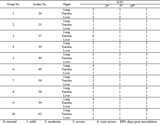 Pathogenicity of Ten Gallibacterium Anatis Isolates in Commercial Broiler Chickens - Image 10