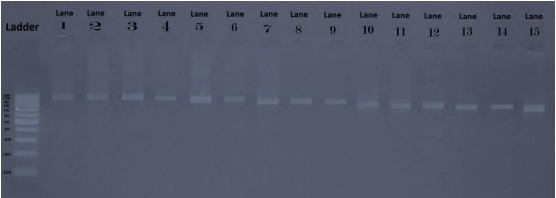 Pathogenicity of Ten Gallibacterium Anatis Isolates in Commercial Broiler Chickens - Image 2