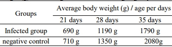Pathogenicity of an Avian Influenza H9N2 Virus isolated From Broiler Chickens in Egypt - Image 6