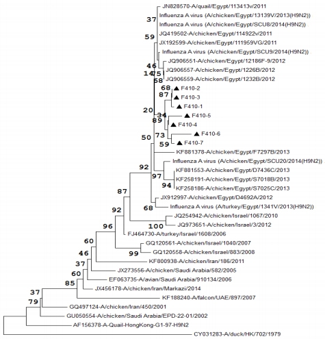 Pathogenicity of an Avian Influenza H9N2 Virus isolated From Broiler Chickens in Egypt - Image 4