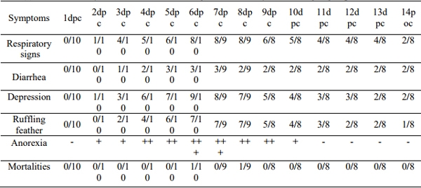 Pathogenicity of an Avian Influenza H9N2 Virus isolated From Broiler Chickens in Egypt - Image 5
