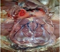 Incidence of Avian Nephritis and Infectious Bronchitis Viruses in Broilers in Egypt - Image 7