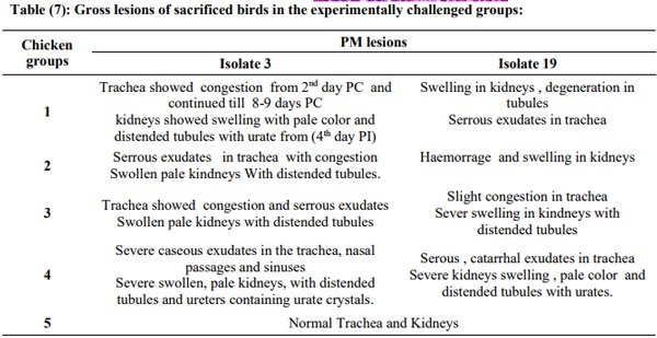 Incidence of Avian Nephritis and Infectious Bronchitis Viruses in Broilers in Egypt - Image 18