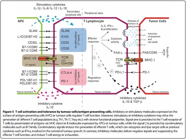 Marek’s disease in chickens: a review with focus on immunology - Image 6