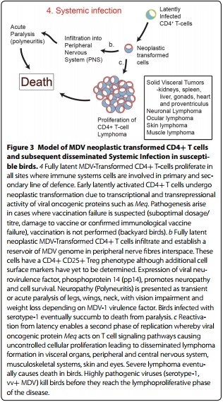 Marek’s disease in chickens: a review with focus on immunology - Image 3