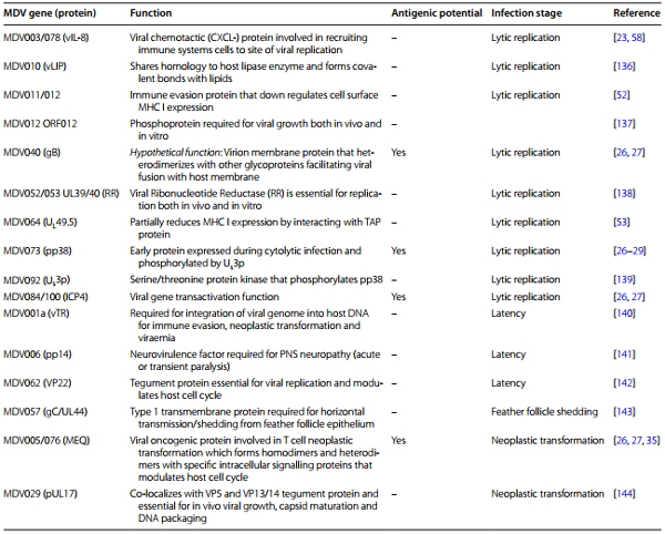 Marek’s disease in chickens: a review with focus on immunology - Image 5