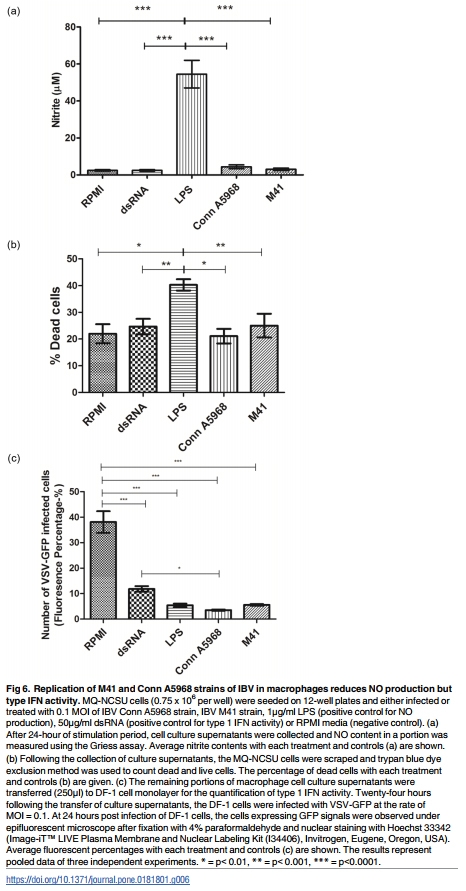 Infectious bronchitis corona virus establishes productive infection in avian macrophages interfering with selected antimicrobial functions - Image 6