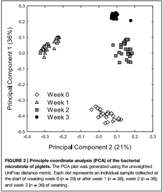 Reutericyclin producing Lactobacillus reuteri modulates development of fecal microbiota in weanling pigs - Image 4