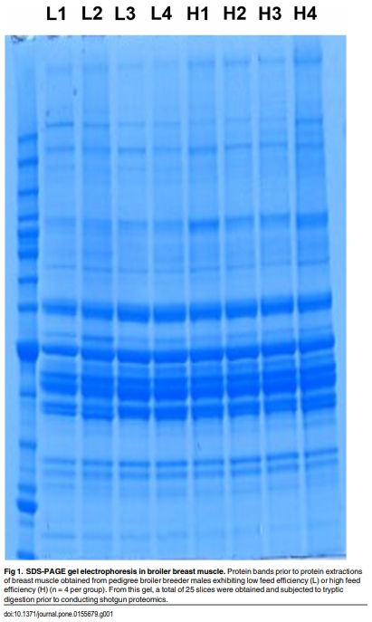 Proteomics of Breast Muscle Tissue Associated with the Phenotypic Expression of Feed Efficiency within a Pedigree Male Broiler Line: I. Highlight on Mitochondria - Image 1