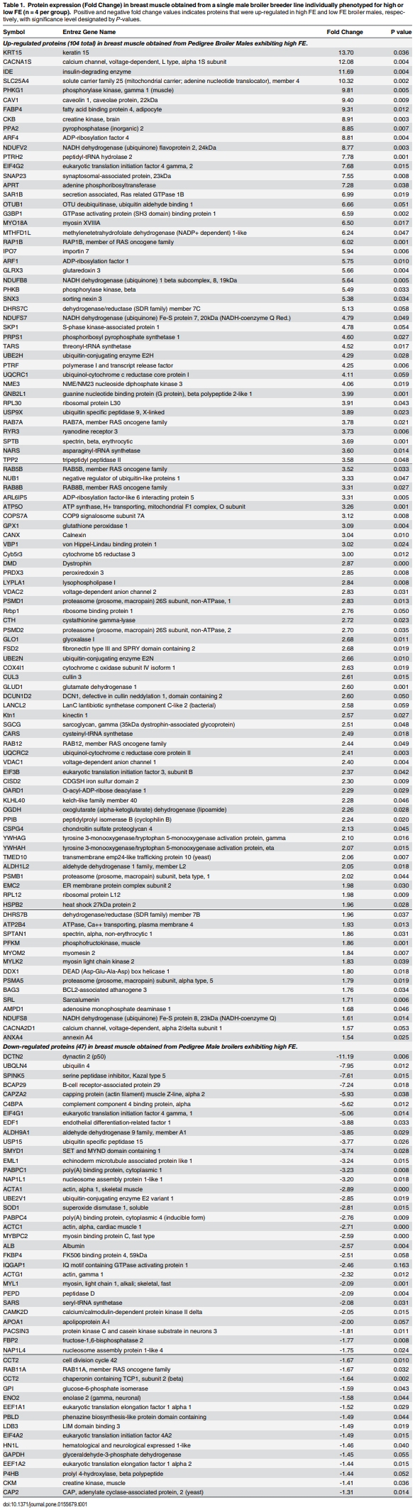 Proteomics of Breast Muscle Tissue Associated with the Phenotypic Expression of Feed Efficiency within a Pedigree Male Broiler Line: I. Highlight on Mitochondria - Image 2
