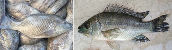 Optimizing tilapia biofloc technology systems, part 2 - Image 1