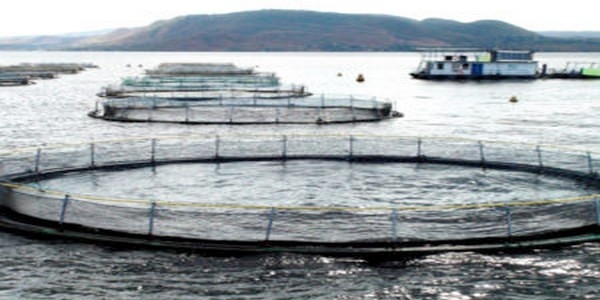 Optimizing tilapia biofloc technology systems, part 3 - Image 4