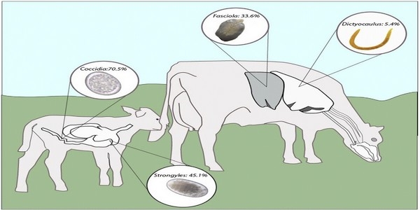 Survey of gastrointestinal parasites, liver flukes and lungworm in feces from dairy cattle in the high tropics of Antioquia, Colombia - Image 1