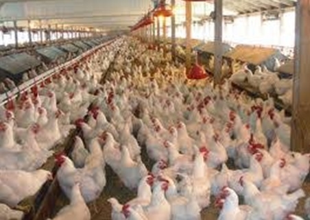 Poultry House Ventilation - Image 3