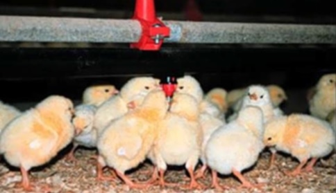 Water in Poultry Farms - Image 1