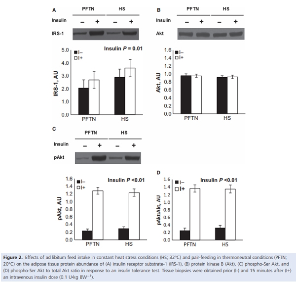 Heat stress increases insulin sensitivity in pigs - Image 5
