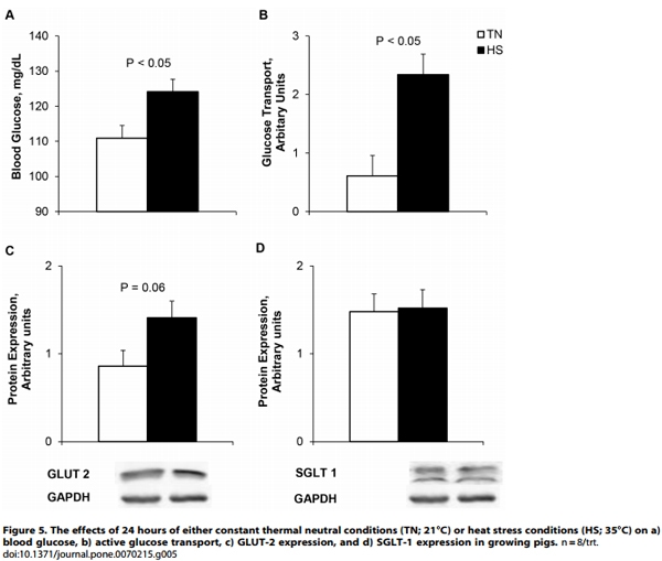 Heat Stress Reduces Intestinal Barrier Integrity and Favors Intestinal Glucose Transport in Growing Pigs - Image 7