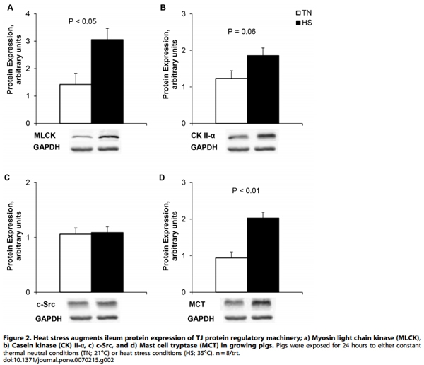 Heat Stress Reduces Intestinal Barrier Integrity and Favors Intestinal Glucose Transport in Growing Pigs - Image 2
