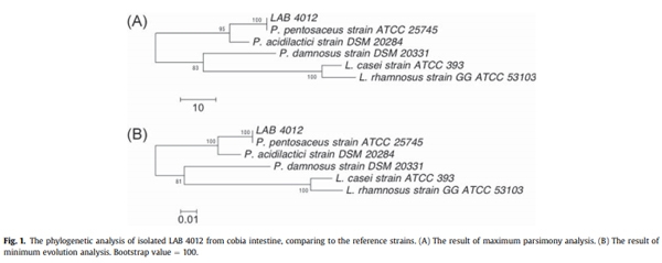 Diet supplementation of Pediococcus pentosaceus in cobia (Rachycentron canadum) enhances growth rate, respiratory burst and resistance against photobacteriosis - Image 1