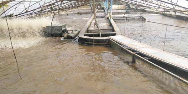 Tilapia: Miracle Fish (Part 2) - Image 5