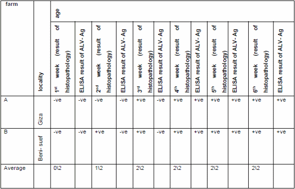 Role of histopathological examination in diagnosis of avian leucosis virus subtype J in broiler chicken in Egypt - Image 2