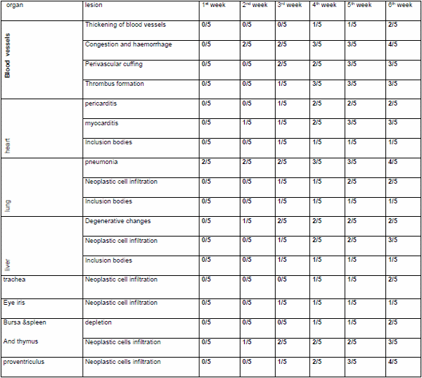 Role of histopathological examination in diagnosis of avian leucosis virus subtype J in broiler chicken in Egypt - Image 41