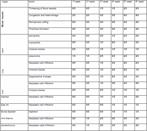 Role of histopathological examination in diagnosis of avian leucosis virus subtype J in broiler chicken in Egypt - Image 40