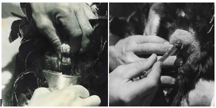 Artificial Insemination: Troubleshooting to Improve Fertility - Image 1