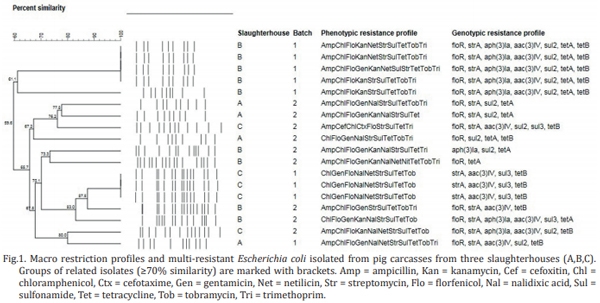 Genotyping and antimicrobial resistance in Escherichia coli from pig carcasses - Image 4