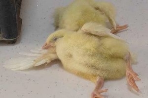 Case Report: Prevalence and significance of aspergellosis in commercial broiler chicken: Pathological study - Image 2