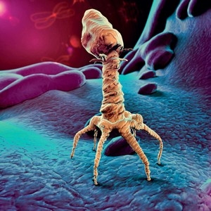 Antibiotic-resistance: the contribution of the viruses in GIT microbiome - Image 2