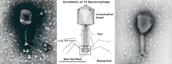 Antibiotic-resistance: the contribution of the viruses in GIT microbiome - Image 4