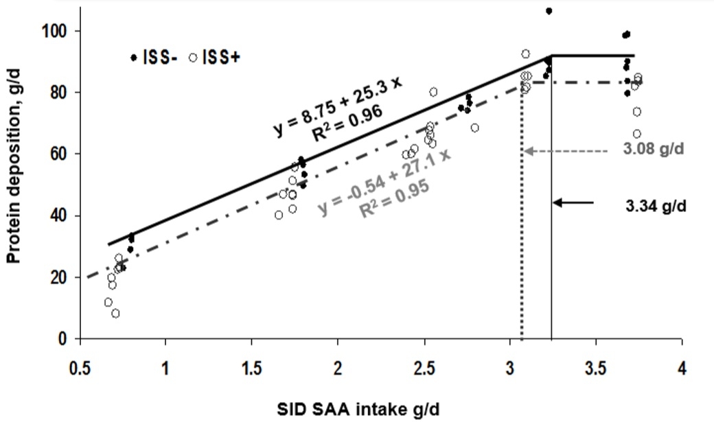 Functional amino acids to improve the immunity of pigs - Image 1