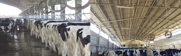 Two years of experience in cooling cows in Italy - Image 1