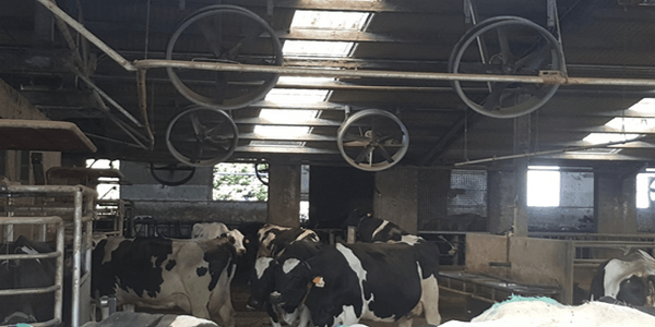 Cooling cows in robotic dairy farms. The case of Bandioli farm, Italy - Image 5