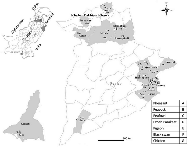 Repeated isolation of virulent Newcastle disease viruses in poultry and captive non-poultry avian species in Pakistan from 2011 to 2016 - Image 1