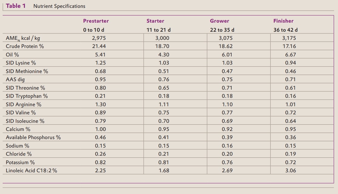 Excellent Result for CreAMINO® in Moroccan Broilers - Image 1